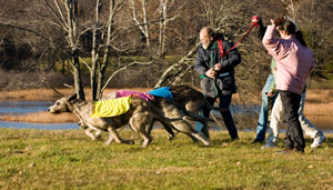 lure coursing